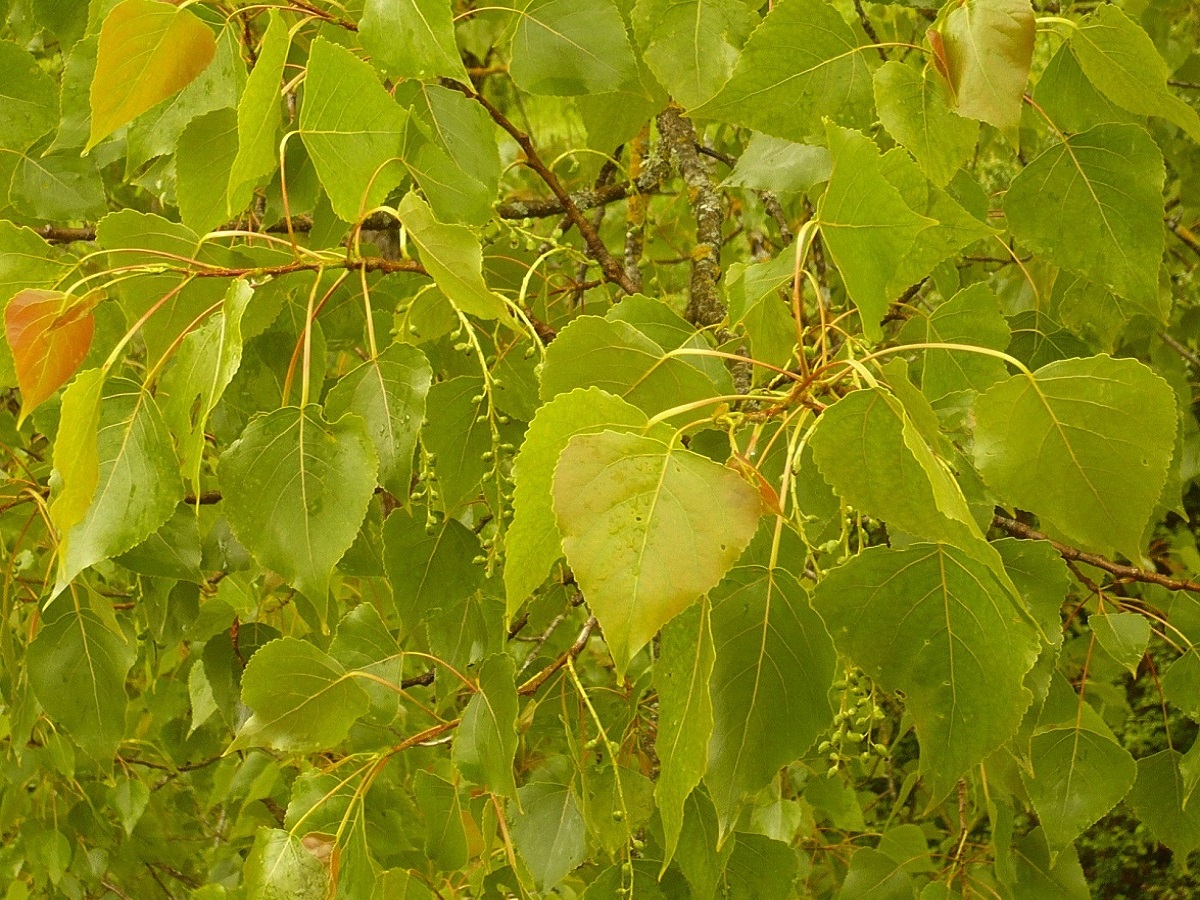 Populus nigra subsp. betulifolia (Salicaceae)
